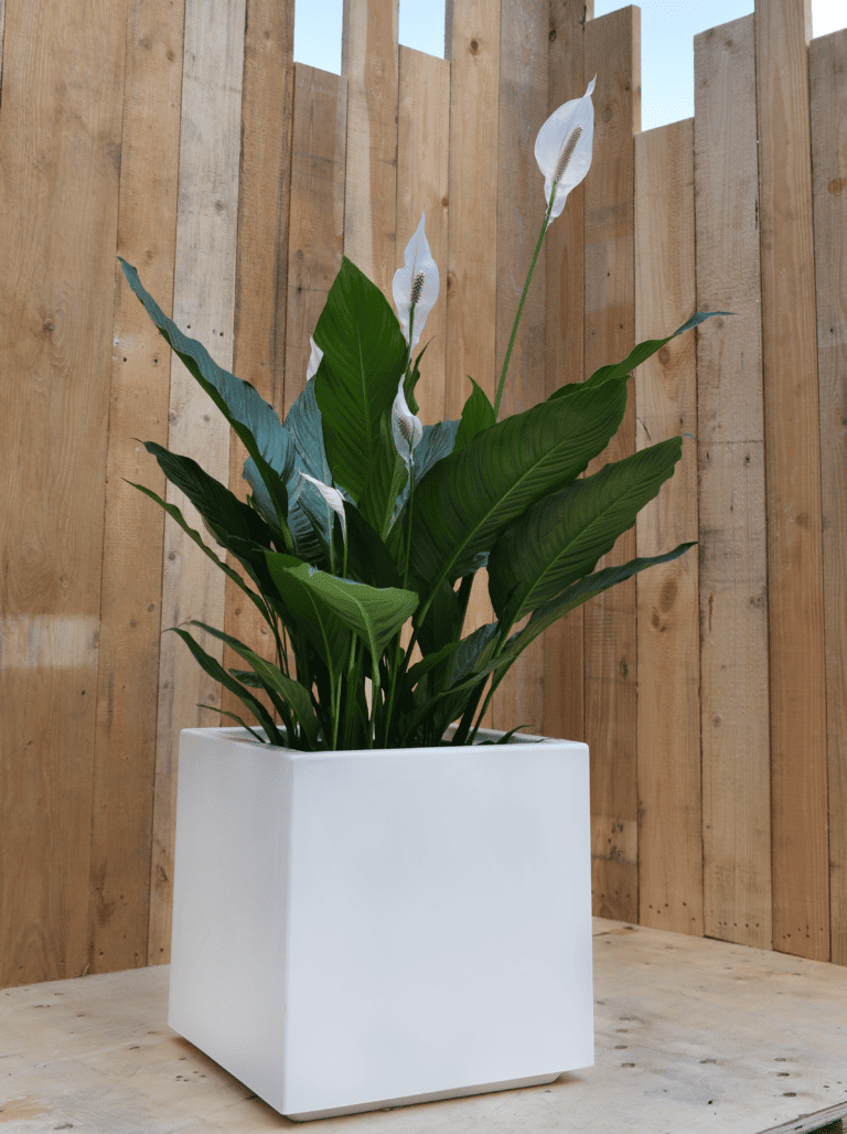 Moderne witte plantenbak